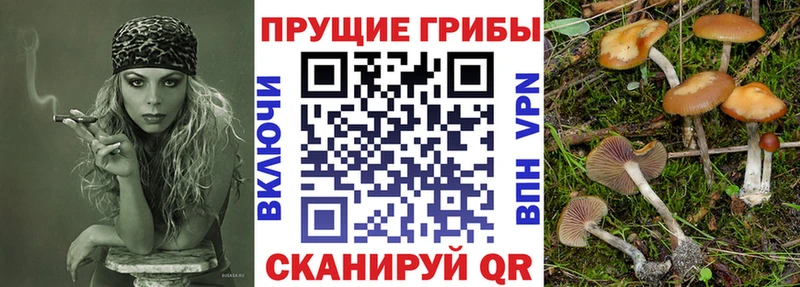 Псилоцибиновые грибы MAGIC MUSHROOMS  где купить наркоту  Приморско-Ахтарск 